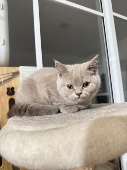 บริติชไลแลค  รูปที่ 8