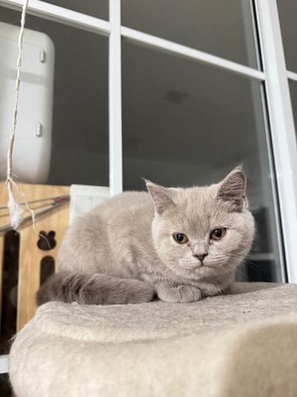 บริติชไลแลค  รูปที่ 7