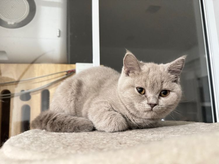 บริติชไลแลค  รูปที่ 2