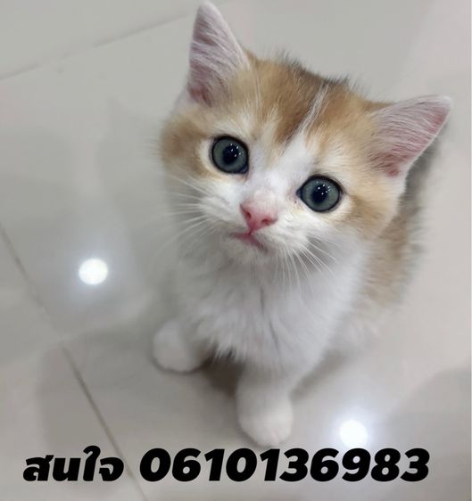 แมวสก็อตติชโฟล์ด รูปที่ 3