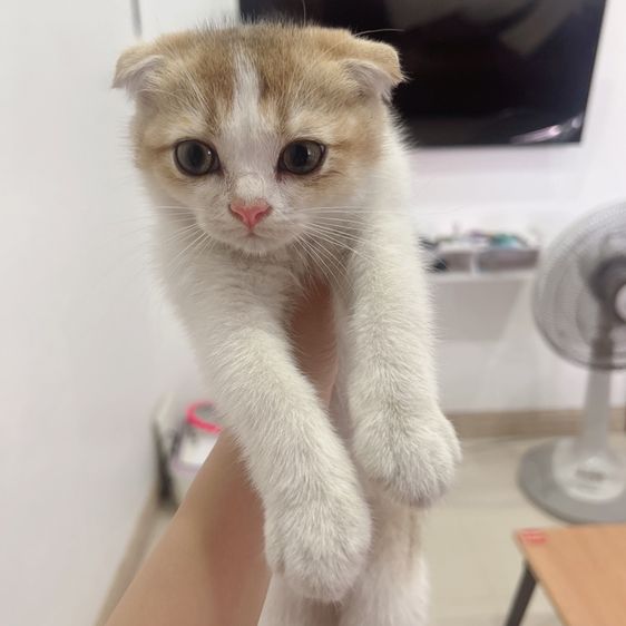 แมวสก็อตติชโฟล์ด