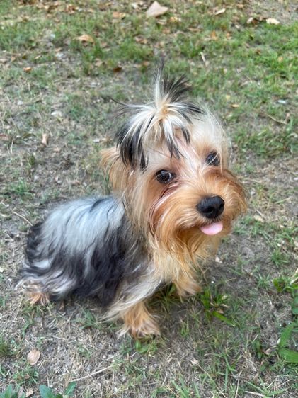 ยอร์คเชียร์ เทอร์เรีย (Yorkshire Terrier) กลาง ยอร์คเชียร์