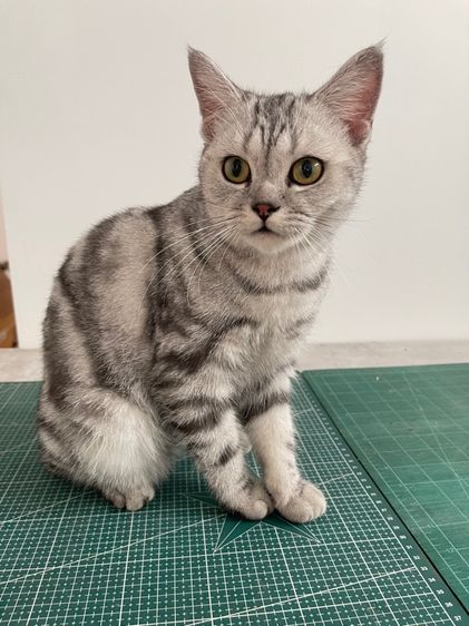 อเมริกัน ชอร์ตแฮร์ (American Shorthair) อเมริกันช๊อตแฮร์ พร้อมผสม
