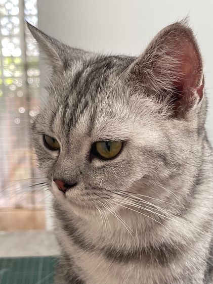 อเมริกันช๊อตแฮร์ พร้อมผสม รูปที่ 2