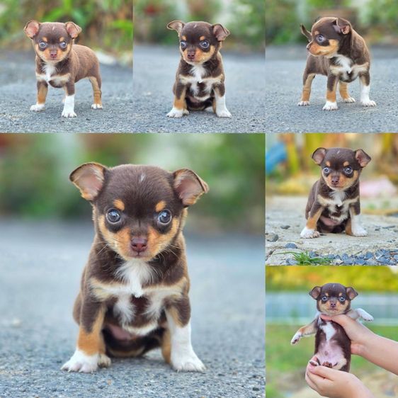ชิวาวา (Chihuahua) เล็ก ชิวาวาแท้ ขนสั้น สีช็อค ผู้