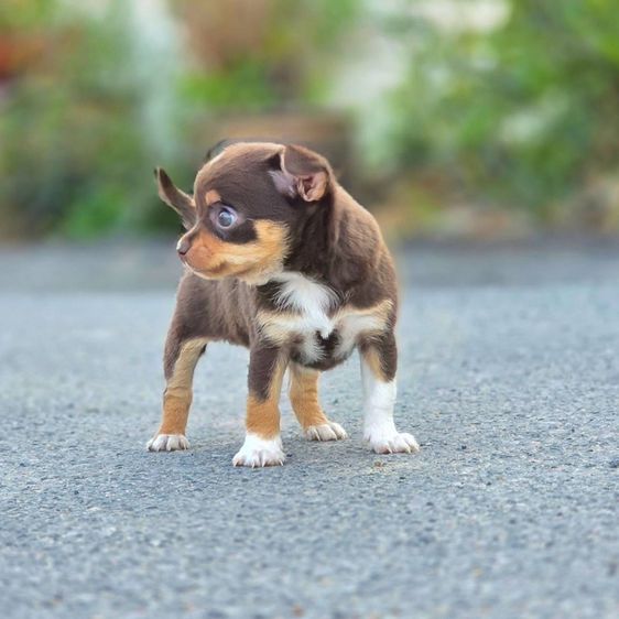 ชิวาวาแท้ ขนสั้น สีช็อค ผู้ รูปที่ 9