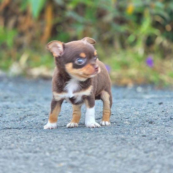 ชิวาวาแท้ ขนสั้น สีช็อค ผู้ รูปที่ 6