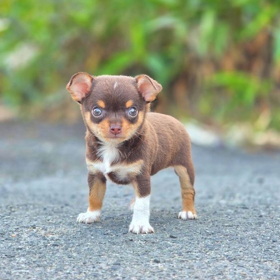 ชิวาวาแท้ ขนสั้น สีช็อค ผู้ รูปที่ 8