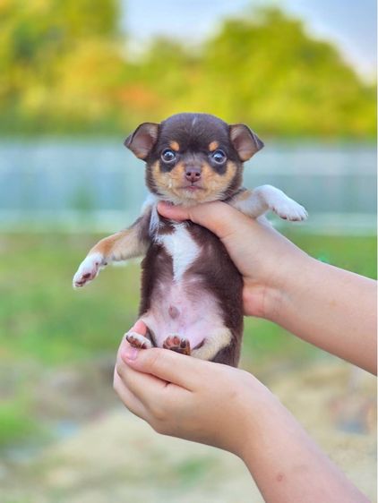 ชิวาวาแท้ ขนสั้น สีช็อค ผู้ รูปที่ 5