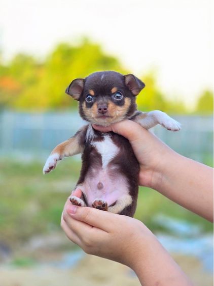 ชิวาวาแท้ ขนสั้น สีช็อค ผู้ รูปที่ 3