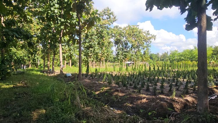 ขายที่ดิน ทำเลดี ใกล้แหล่งท่องเที่ยว Land for Sale near Tourist Attractions รูปที่ 3