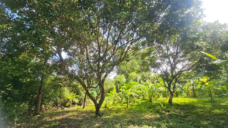 ขายที่ดิน ทำเลดี ใกล้แหล่งท่องเที่ยว Land for Sale near Tourist Attractions  รูปที่ 4