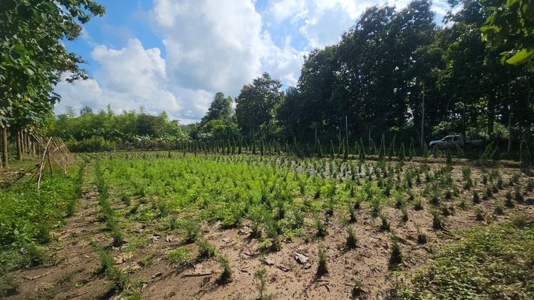 ขายที่ดิน ทำเลดี ใกล้แหล่งท่องเที่ยว Land for Sale near Tourist Attractions รูปที่ 2