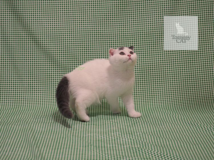 สก็อตติชโฟลด์ - Scottish Fold รูปที่ 2