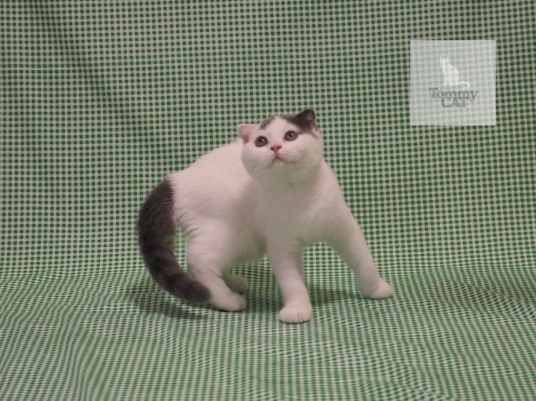 สก็อตติชโฟลด์ - Scottish Fold รูปที่ 3