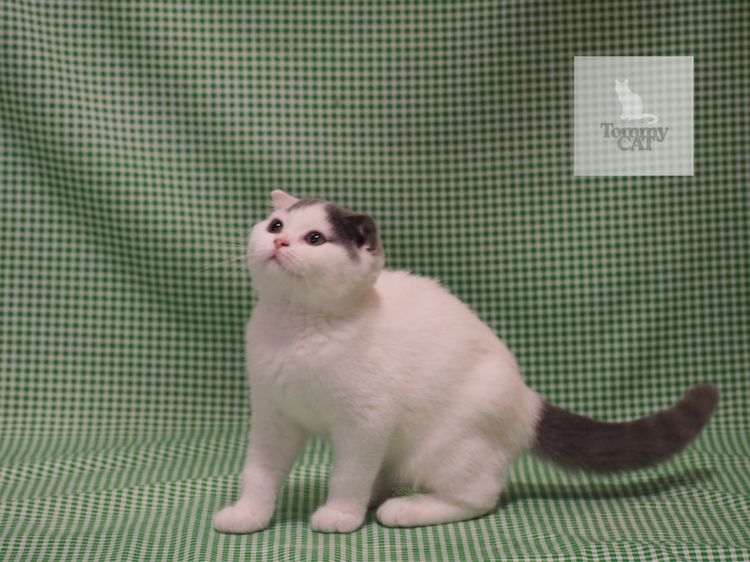 สก็อตติช โฟลด์ (Scottish Fold) สก็อตติชโฟลด์ - Scottish Fold
