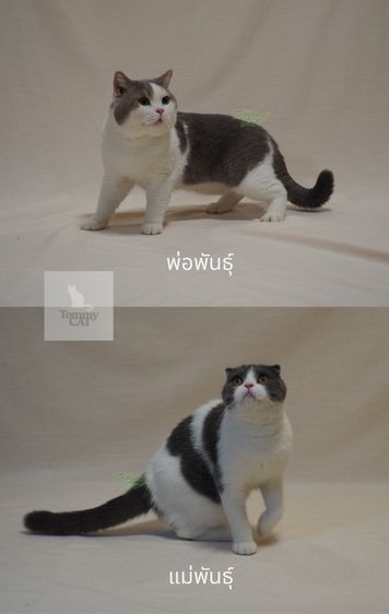 สก็อตติชโฟลด์ - Scottish Fold รูปที่ 7