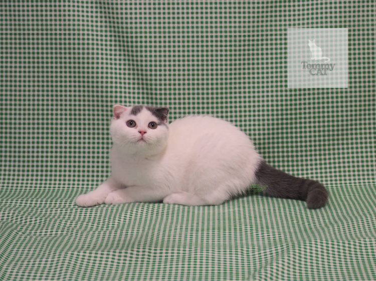 สก็อตติชโฟลด์ - Scottish Fold รูปที่ 4