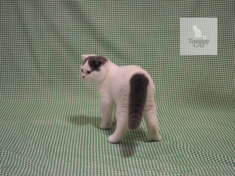 สก็อตติชโฟลด์ - Scottish Fold รูปที่ 6