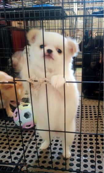 ชิวาวา (Chihuahua) เล็ก ชิวาวาเพศเมีย