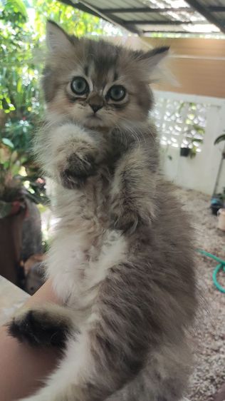 น้องแมวบริติช รูปที่ 3