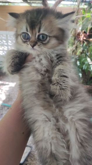 น้องแมวบริติช