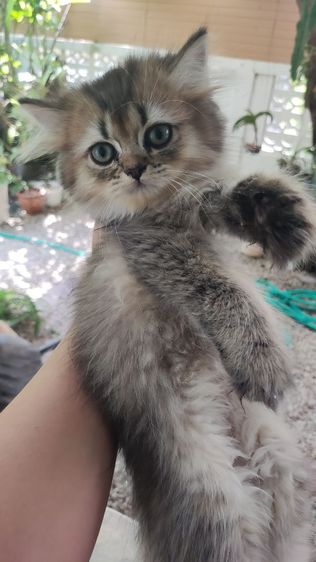 น้องแมวบริติช รูปที่ 4