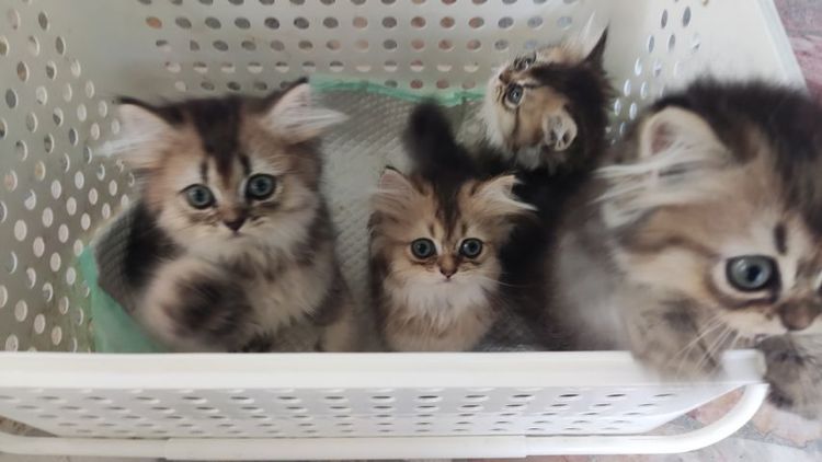 น้องแมวบริติช รูปที่ 5