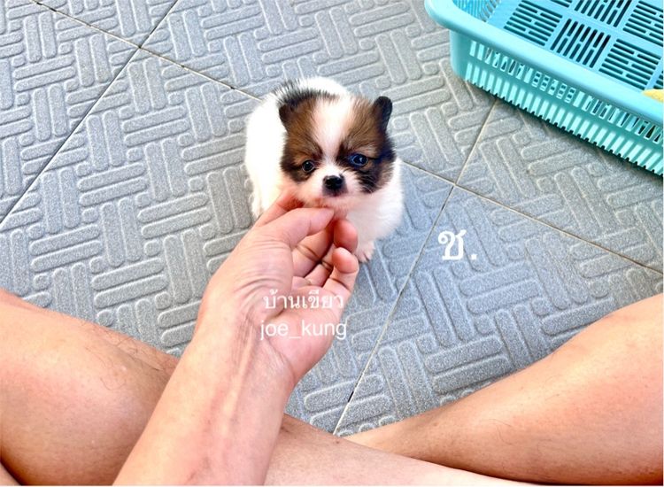 ปอมเมอเรเนียน (Pomeranian) เล็ก ปอมแท้ น่ารักมาก
