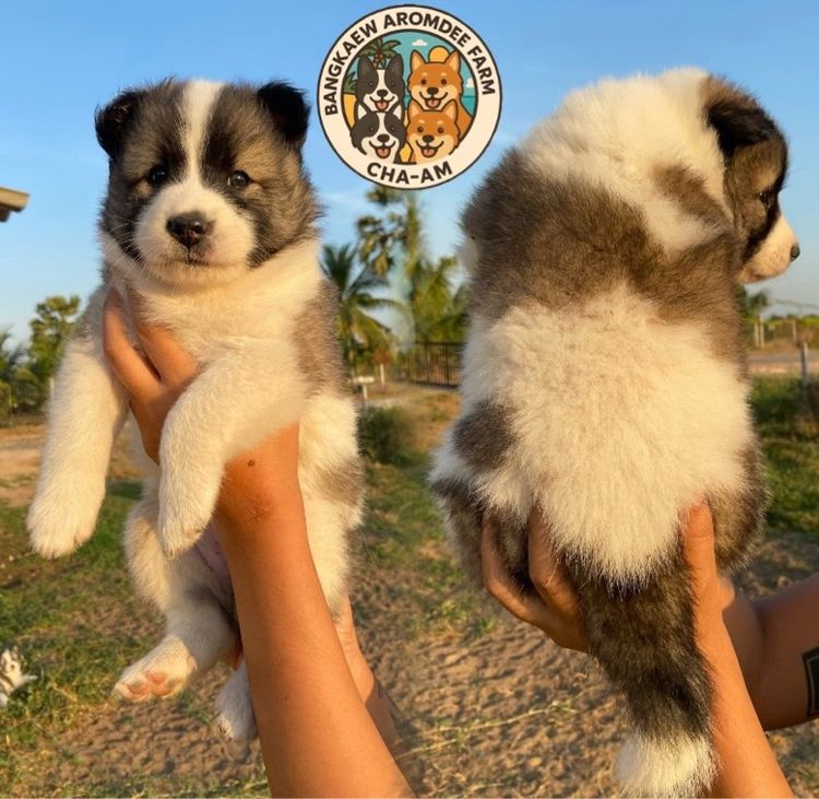 สุนัขบางแก้ว รูปที่ 2