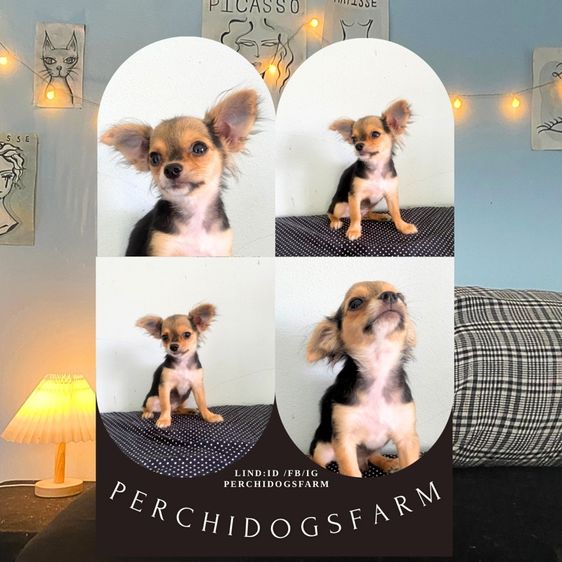 ลูกหมา ชิวาวา 