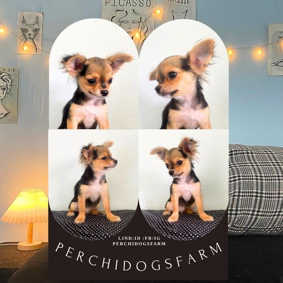 ลูกหมา ชิวาวา  รูปที่ 2