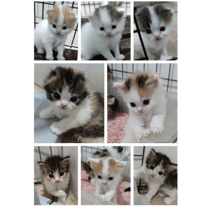 สก็อตติช โฟลด์ (Scottish Fold) สินสอด5ใบเทา มัดจำ2ใบจ้