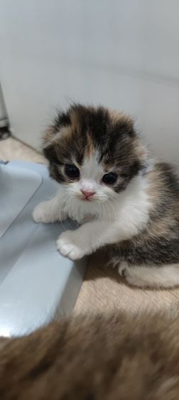 สินสอด5ใบเทา มัดจำ2ใบจ้ รูปที่ 13