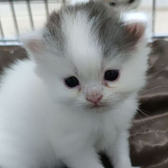 สินสอด5ใบเทา มัดจำ2ใบจ้ รูปที่ 4