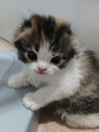 สินสอด5ใบเทา มัดจำ2ใบจ้ รูปที่ 5