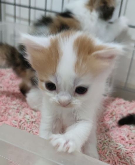 สินสอด5ใบเทา มัดจำ2ใบจ้ รูปที่ 11