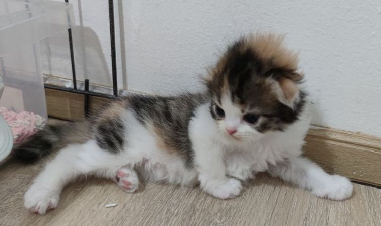 สินสอด5ใบเทา มัดจำ2ใบจ้ รูปที่ 8