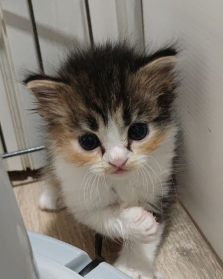 สินสอด5ใบเทา มัดจำ2ใบจ้ รูปที่ 7