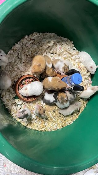 หนูแฮมเตอร์ไจแอนท์