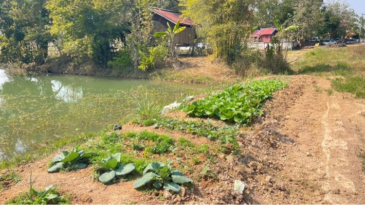 ใช่ ขายที่วิวภูเขายกแปลง3ไร่2งาน97วา โฉนดพร้อมโอน รูปที่ 2