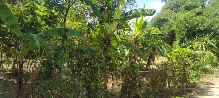 ขายที่สวน110ตรว​260,000ฟรีโอน​ ห่าง7-11และตลาดสด​เพียง1โล    รูปที่ 3