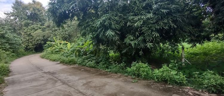 ขายที่สวน110ตรว280,000ฟรีโอน ห่าง7-11และตลาดสดเพียง1โล รูปที่ 2