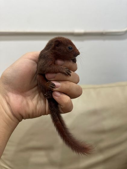 กระรอกแดงท้องขาว