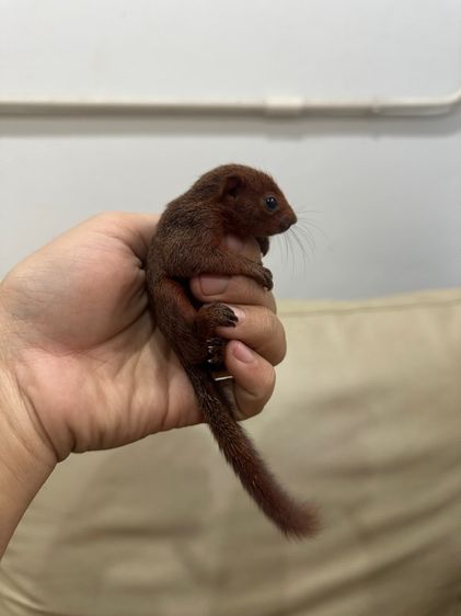 กระรอกแดงท้องขาว รูปที่ 2