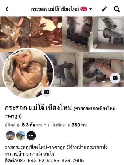 กระรอกแดงท้องขาว รูปที่ 5