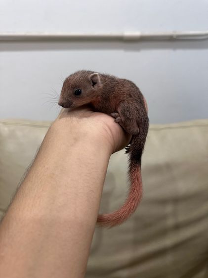 กระรอกเทาชมพู รูปที่ 2