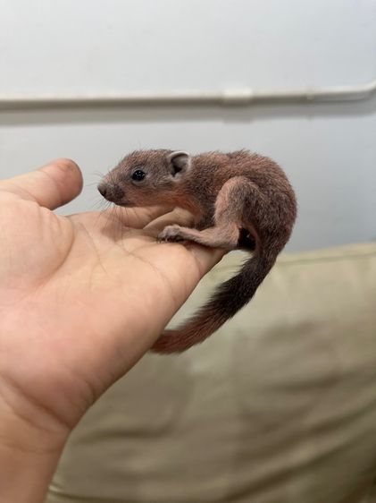 กระรอกเทาชมพู รูปที่ 3