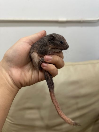 กระรอกเทาท้องขาว รูปที่ 3