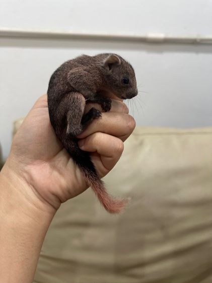 กระรอกเทาท้องขาว รูปที่ 2